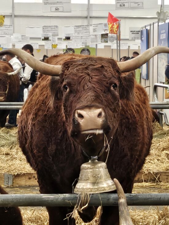 Éleveurs, animaux, concours et innovations agricoles au Zénith d’Auvergne.