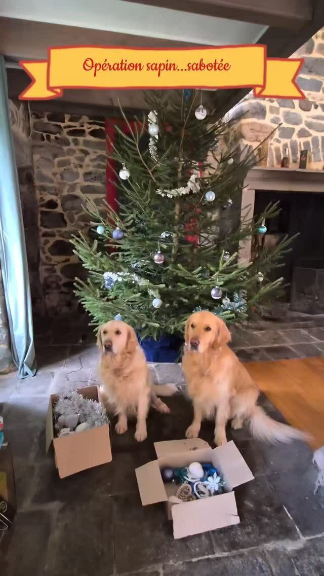Deux goldens et un chat malicieux...forcément la décoration.du sapin ne pouvait qu'être compliquée ! Mais nos toutous n'ont pas dit leur dernier mot !
Affaire à suivre 😅

#maisondhotesdecharme #noel #sapindenoël #goldenretrieversofinstagram #massifdusancy #vacancesenfamille