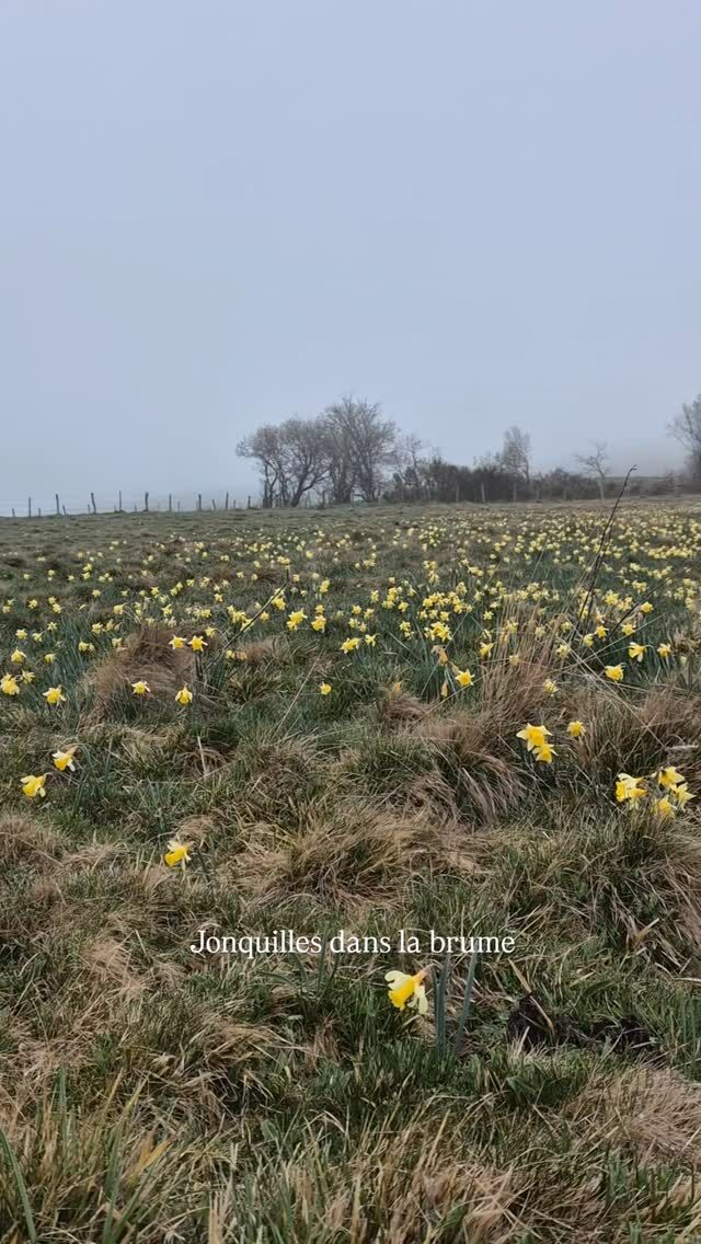 Le printemps dans le Massif du Sancy c'est aussi parfois le brouillard...

#massifdusancy #maisondhotesdecharme #randonnée #nature #fleursauvage