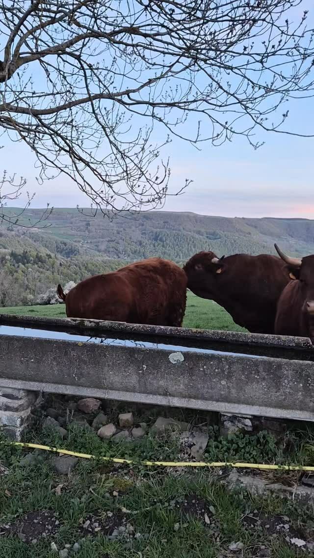 Les vaches salers de Manu, notre voisin.
Elles sont adorables, curieuses et surtout magnifiques au soleil couchant !

#vachessalers #massifdusancy #maisondhotesdecharme #randonnée #nature