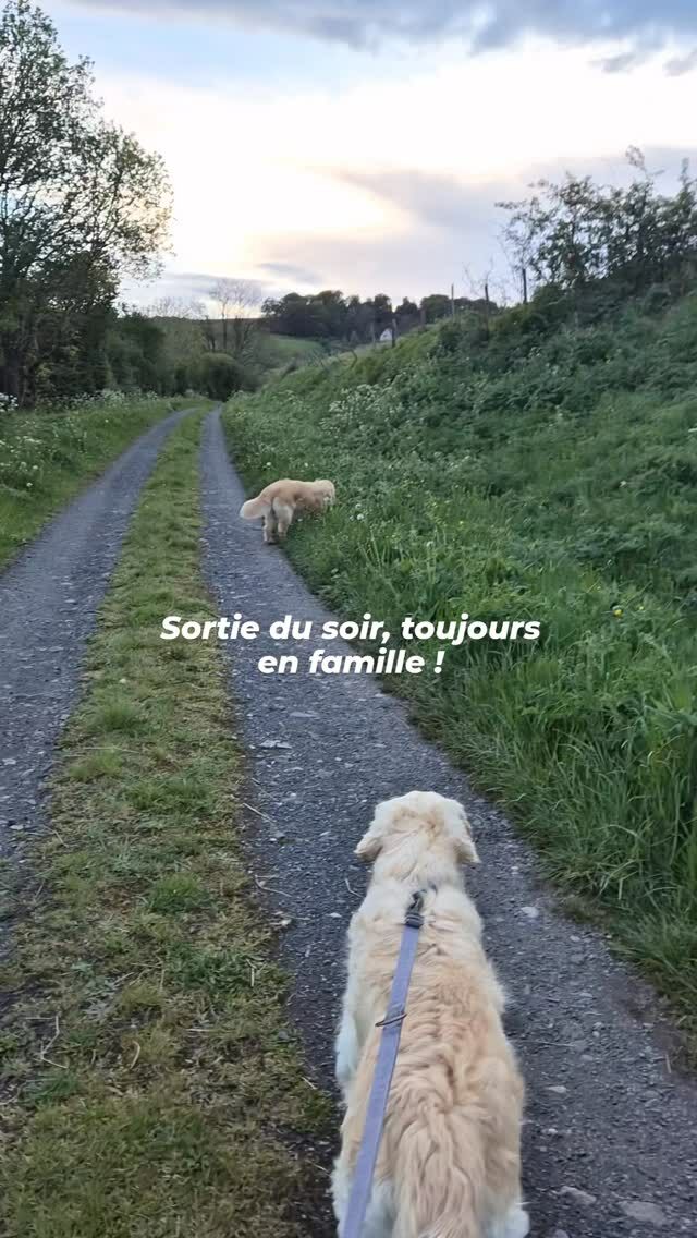 Jamais 2 sans 3 !

#goldenretrieversofinstagram #chatnoir