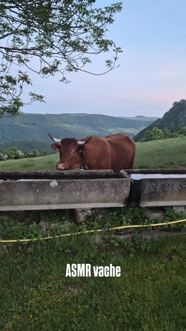 Toujours aussi curieuses 🥰

#maisondhotesdecharme #massifdusancy #maisonsdhotes #vachesalers #vaches