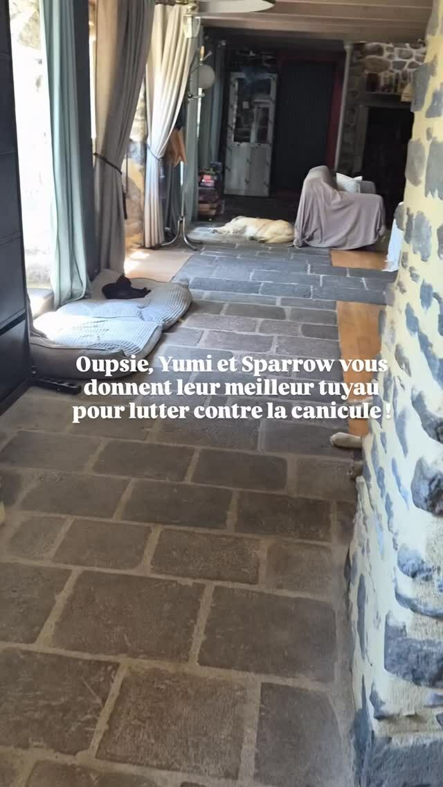 🐶 Ici, chacun sa façon de lutter contre la canicule. Pour nos animaux c'est la sieste au frais entre les murs épais et sur la pierre volcanique ! Bizarrement personne n'a envie de se balader ou de chasser les souris ! 🐱
Si vous aussi vous avez envie de fraicheur, on vous attend à la @datcha_anastasia_maison_dhotes , mais promis, on ne vous fera pas dormir sur le sol 😄

#maisondhotesdecharme #canicule #fraicheur #massifdusancy