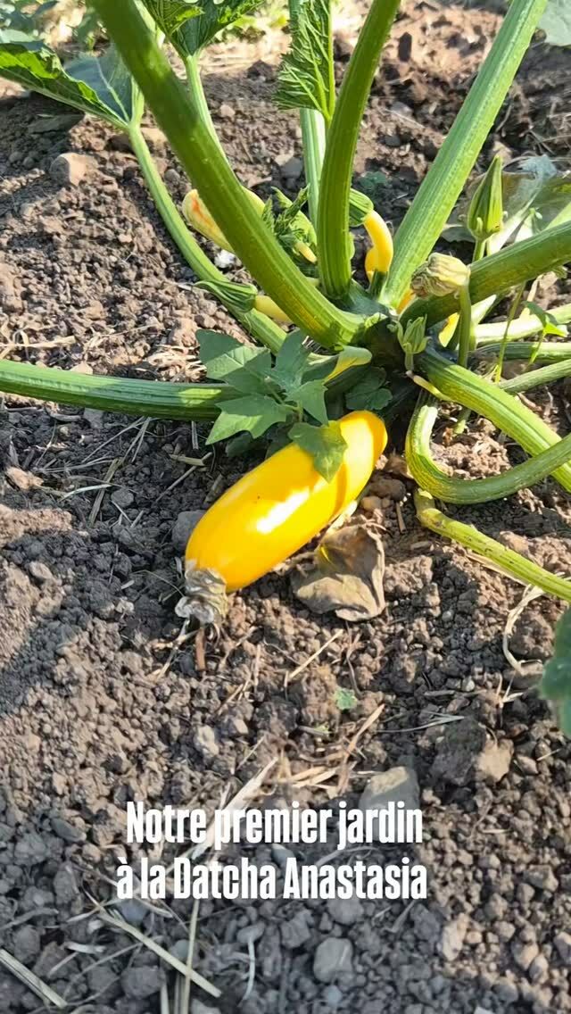 Le premier jardin de Monsieur ! 
Il est petit mais c'est un bon début ! On espère vous proposer quelques uns de ces légumes à notre table d'hôtes d'ici peu ! Alors n'hésitez plus, venez les goûter 😋

#maisondhotesdecharme #tabledhotes #massifdusancy